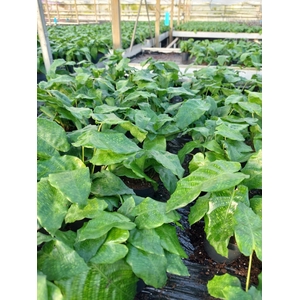 Calathea network 12cm