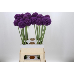 Allium Ambassador