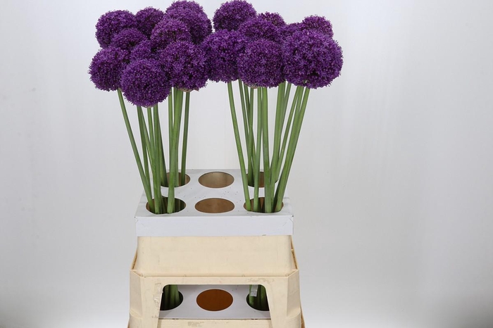 <h4>Allium Ambassador</h4>