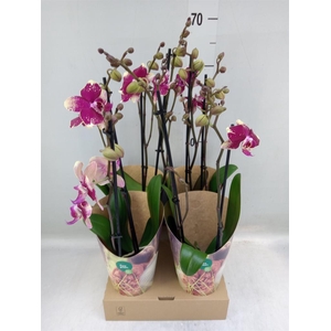 Phalaenopsis  'Ant Rombley'