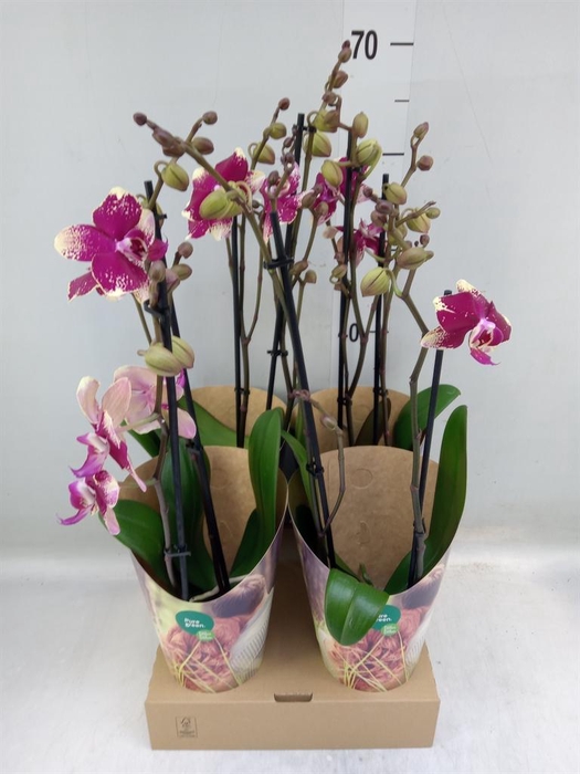 <h4>Phalaenopsis  'Ant Rombley'</h4>