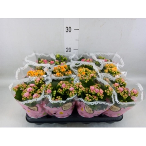 Kalanchoe blos.   ..mix