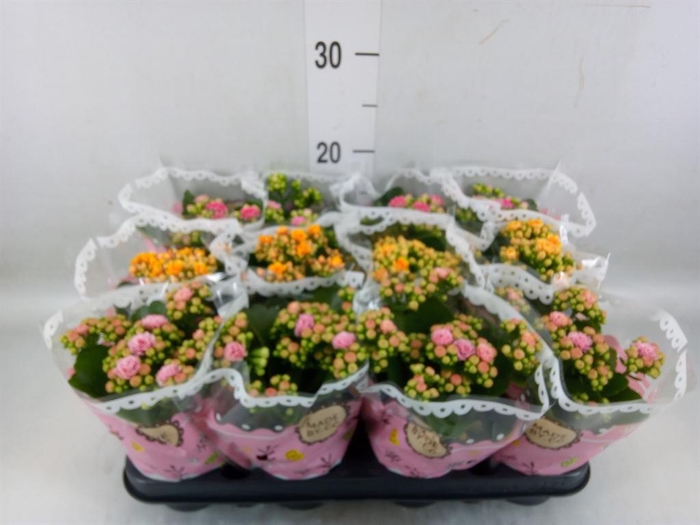 <h4>Kalanchoe blos. ..mix</h4>