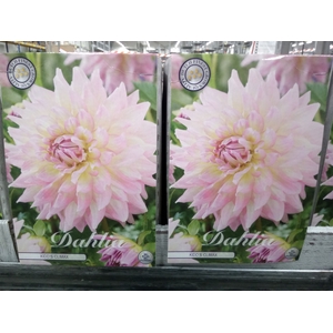 Dahlia   ...flowerbulbs