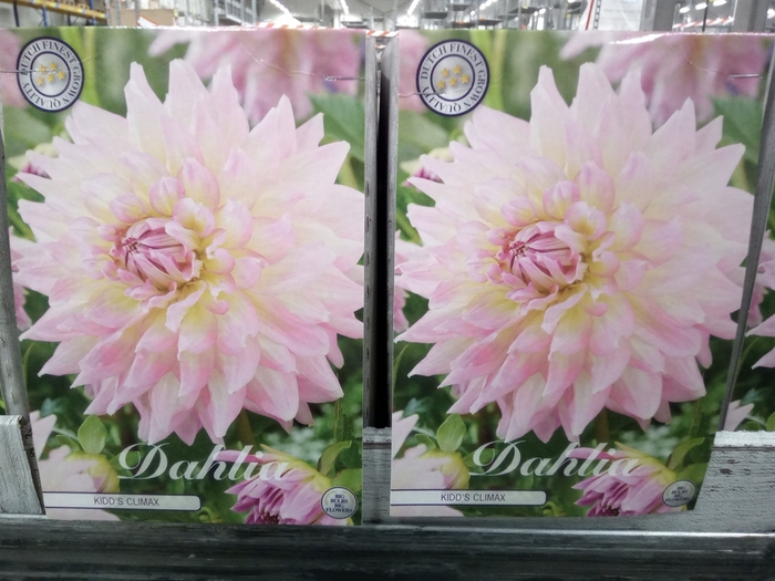 <h4>Dahlia   ...flowerbulbs</h4>