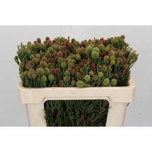 Kaaps Groen Brunia Fragarioides (Clusterstar)