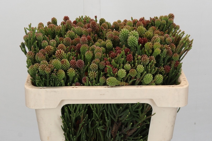 <h4>Kaaps Groen Brunia Fragarioides (Clusterstar)</h4>