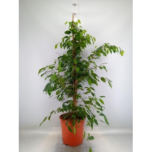 Ficus benja. 'Exotica'