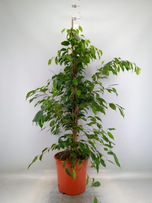 <h4>Ficus benja. 'Exotica'</h4>