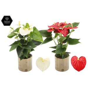 Anthurium 12 cm Red & White mix in Pure Juliette Goldbronze ceramics