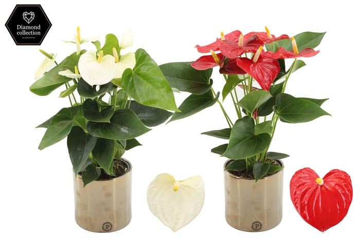 <h4>Anthurium 12 cm Red & White mix in Pure Juliette Goldbronze ceramics</h4>