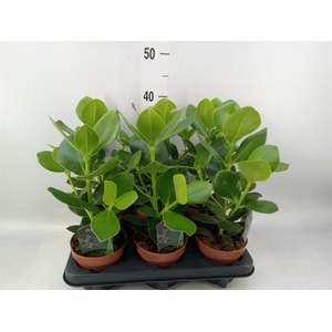 Clusia rosea 'Princess'