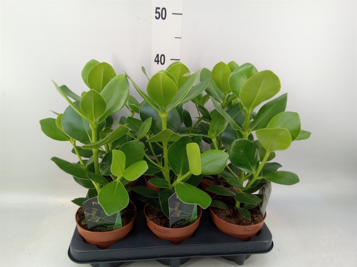 <h4>Clusia rosea 'Princess'</h4>