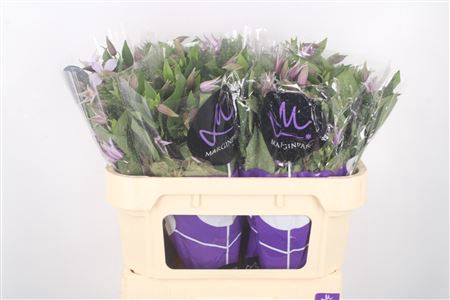 <h4>Clematis Star River Lila</h4>