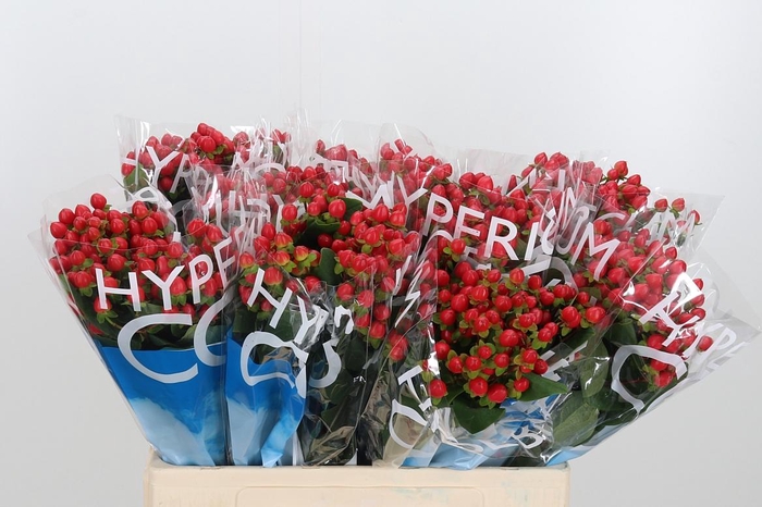 <h4>Hyp Coco Rio Rood</h4>