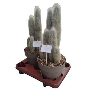 CLEISTOCACTUS STRAUSII - POT Ø 20 (CACTUS)