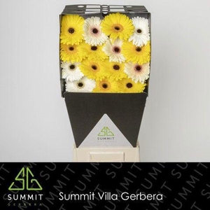 GE GR MIXED YELLOW