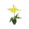 ONCIDIUM ALOHA P15