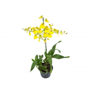 ONCIDIUM ALOHA P15