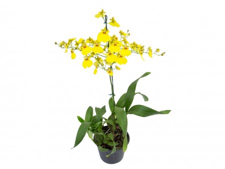 <h4>ONCIDIUM ALOHA P15</h4>
