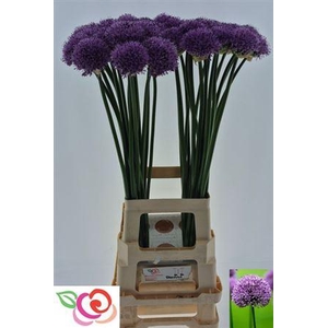 Allium Gladiator
