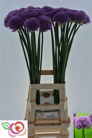 <h4>Allium Gladiator</h4>
