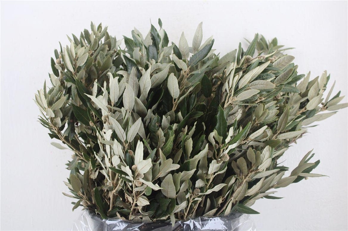 <h4>Steeneik Leaves P Bunch</h4>