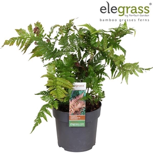 Dryopteris 'Koidzumiana' P14