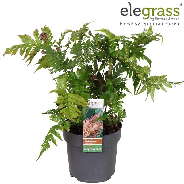 <h4>Dryopteris 'Koidzumiana' P14</h4>