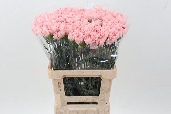 <h4>Di St Mudha IT</h4>