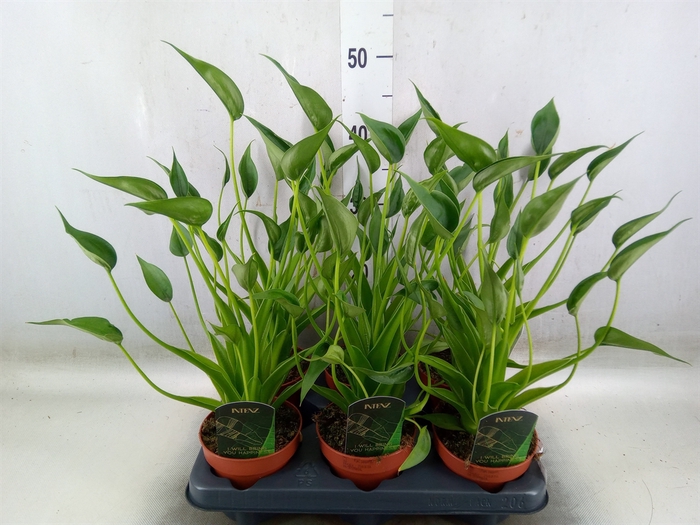 <h4>Alocasia  'Tiny Dancers'</h4>