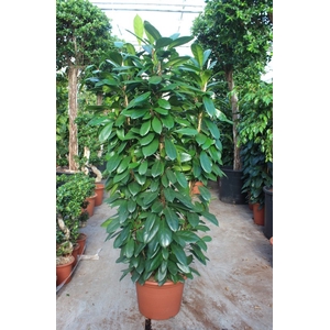 Ficus Cyathistipula 4pp