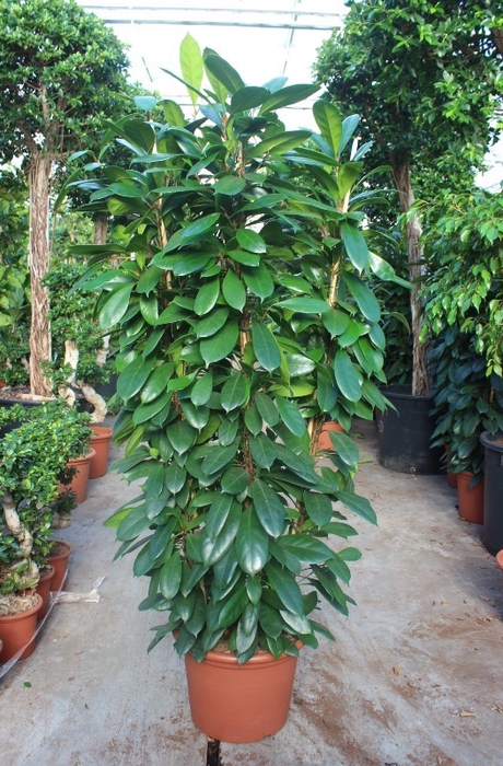 <h4>Ficus Cyathistipula 4pp</h4>