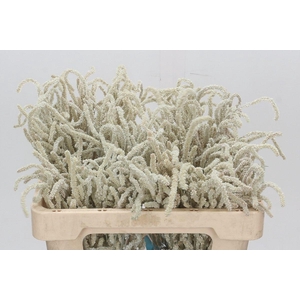 Amaranthus Yearming Desert