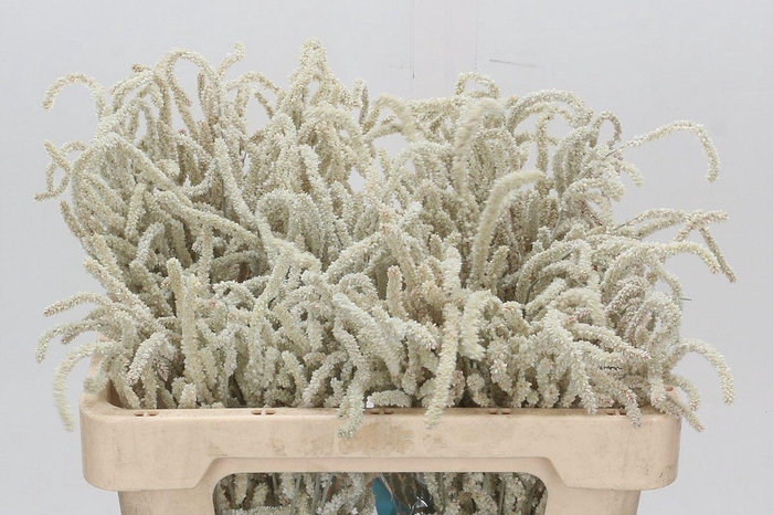 Amaranthus Yearming Desert