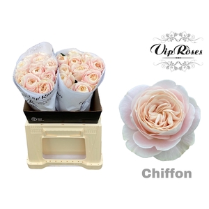 R GR CHIFFON x20