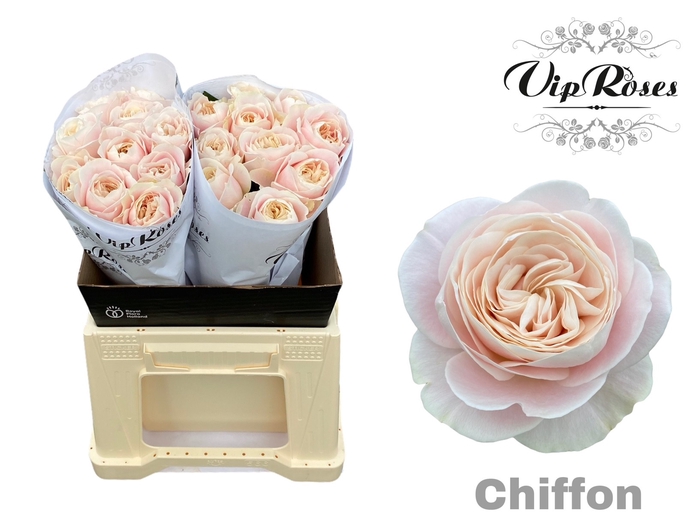 <h4>R GR CHIFFON x20</h4>