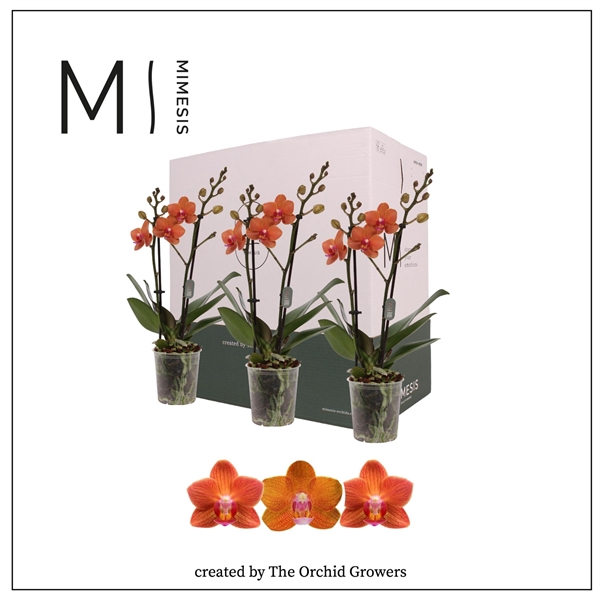 <h4>Mimesis Phal. Orange - 2 spike 9cm Less Plastic</h4>