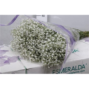 Gypsophila panic. 'Overtime'