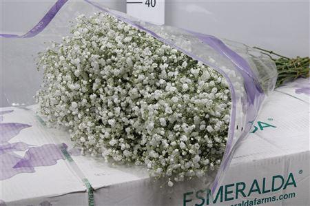 <h4>Gypsophila panic. 'Overtime'</h4>