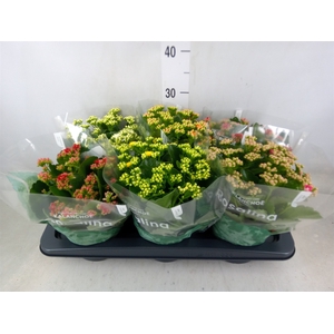 Kalanchoe blos. 'RosDon Collection'
