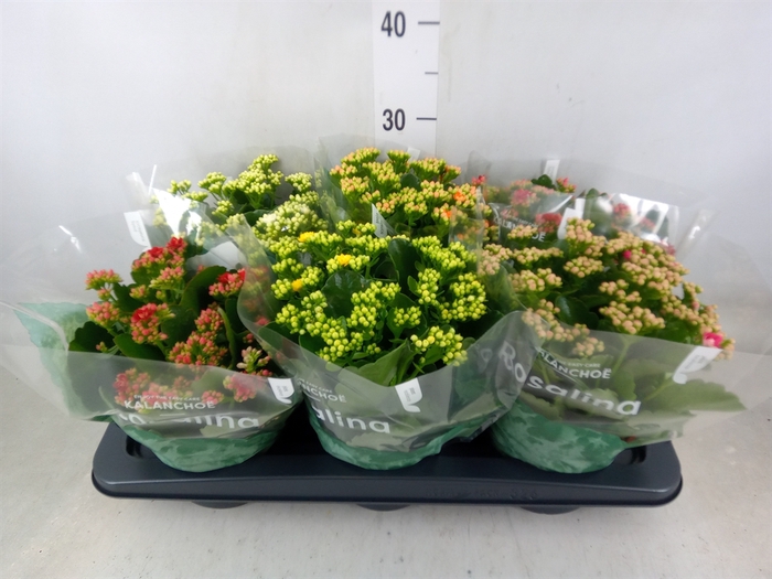 <h4>Kalanchoe blos. 'RosDon Collection'</h4>