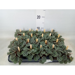 Peperomia
