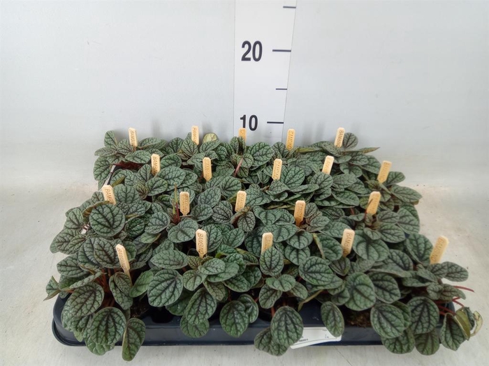 <h4>Peperomia</h4>