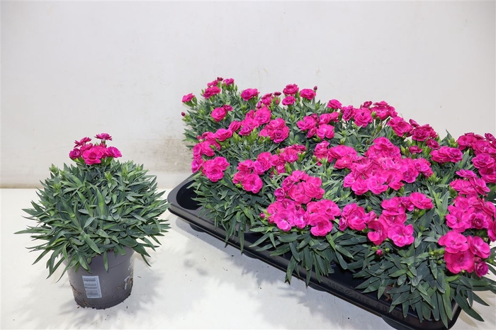 <h4>Dian Ca Peman Violet</h4>