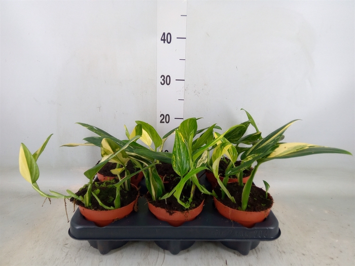 <h4>Monstera   ...</h4>