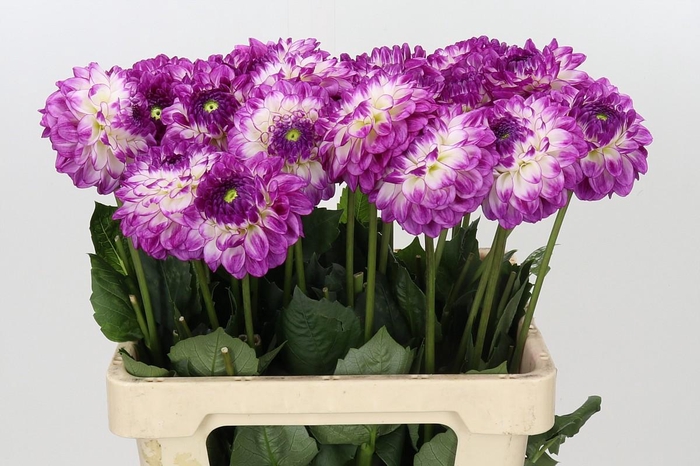 <h4>Dahlia Dreaming Maid</h4>