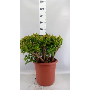 Crassula ovata 'Sunset'