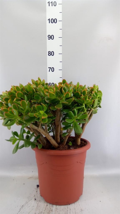 <h4>Crassula ovata 'Sunset'</h4>