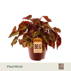 Begonia rex Montuno